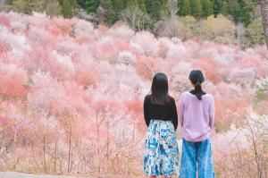 桜峠づくり画像