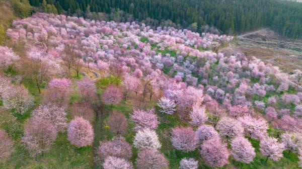 桜峠のオオヤマザクラ