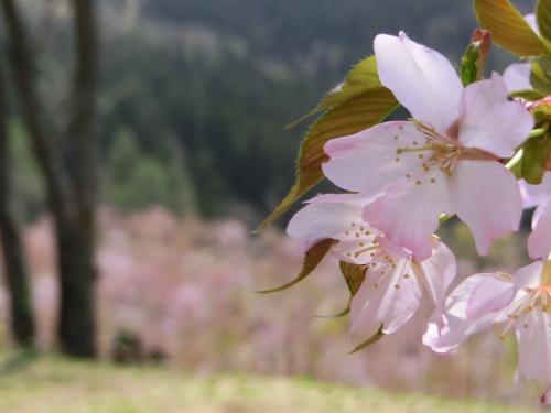 桜峠のオオヤマザクラ