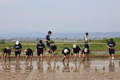 田植えをする様子