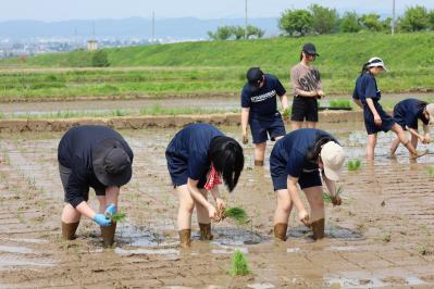 田植え