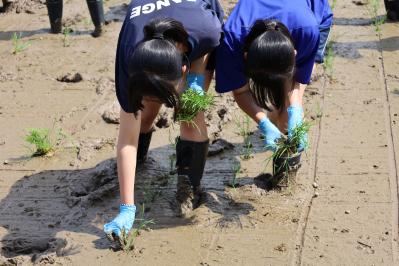 田植えをする様子