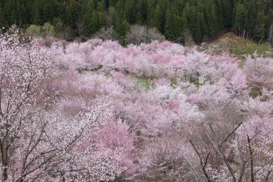 野崎さんの写真
