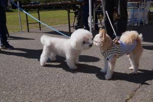 わんにゃんひろば1