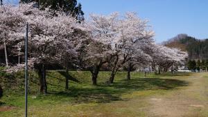 桜遠景