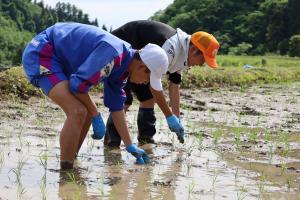 田植えをする生徒